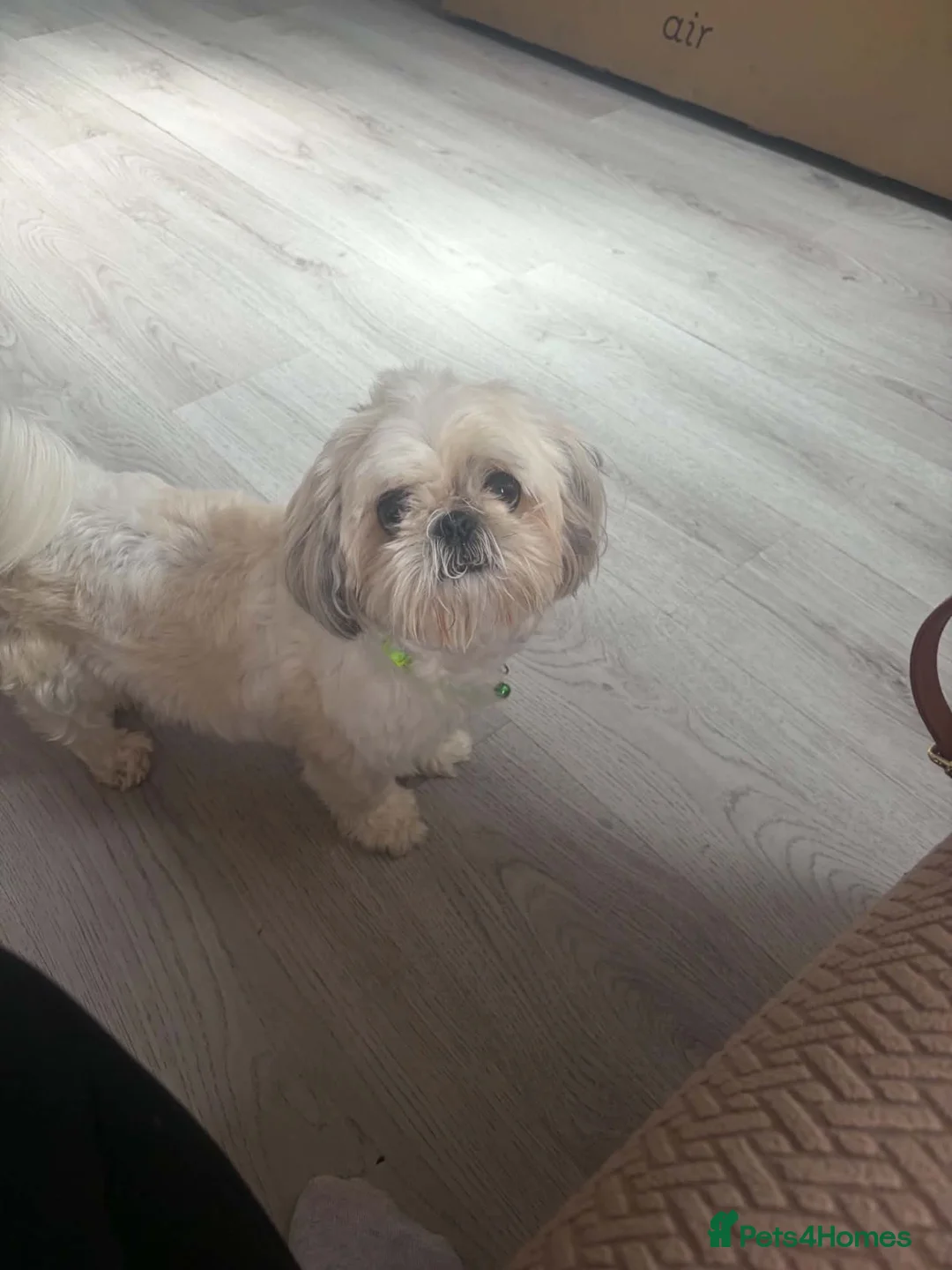 Shih Tzu dogs for sale: Tiny, Adorable Shih Tzu x Maltese Boy! in Leeds - Advert 2