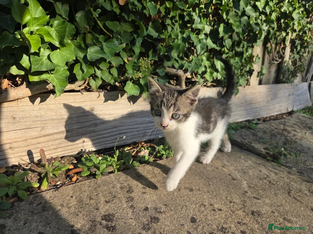 British Shorthair cats for sale: Beautiful grey and white kitten - Advert 5
