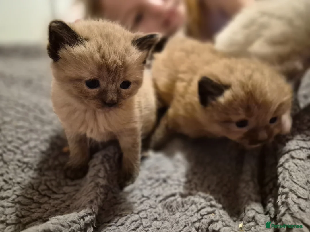 Ragdoll cats for sale: Ragdoll cross tabby lynx  - Advert 2