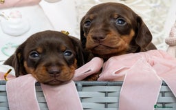 Miniature Dachshund dogs for sale: Chocolate and tan miniature dachshunds  - Advert 5
