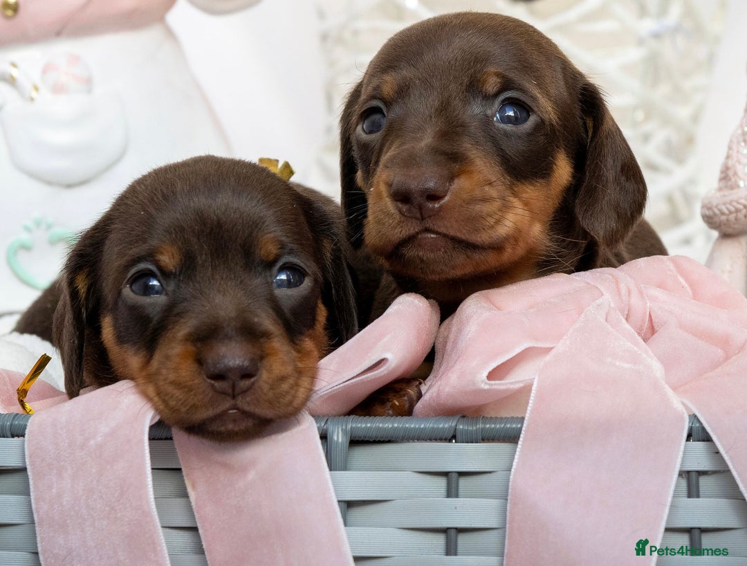 Miniature Dachshund dogs for sale: Chocolate and tan miniature dachshunds  - Advert 5