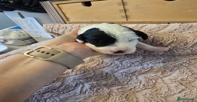 Mixed Breed dogs Schnockerpoo Puppies - Advert 3