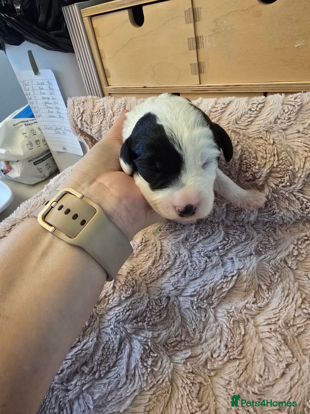 Mixed Breed dogs for sale: Schnockerpoo Puppies - Image 2