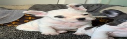 French Bulldog dogs for sale: Puppys  - Advert 2