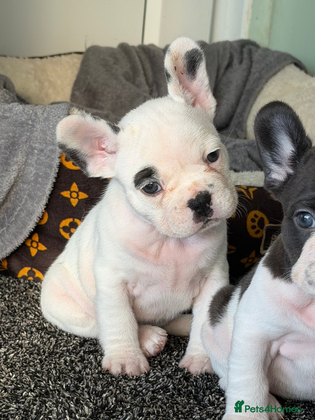 French Bulldog dogs for sale: Puppys  - Advert 2