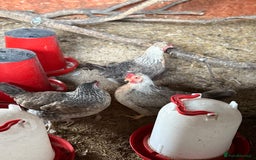 Chickens poultry for sale: Legbars  - Image 5