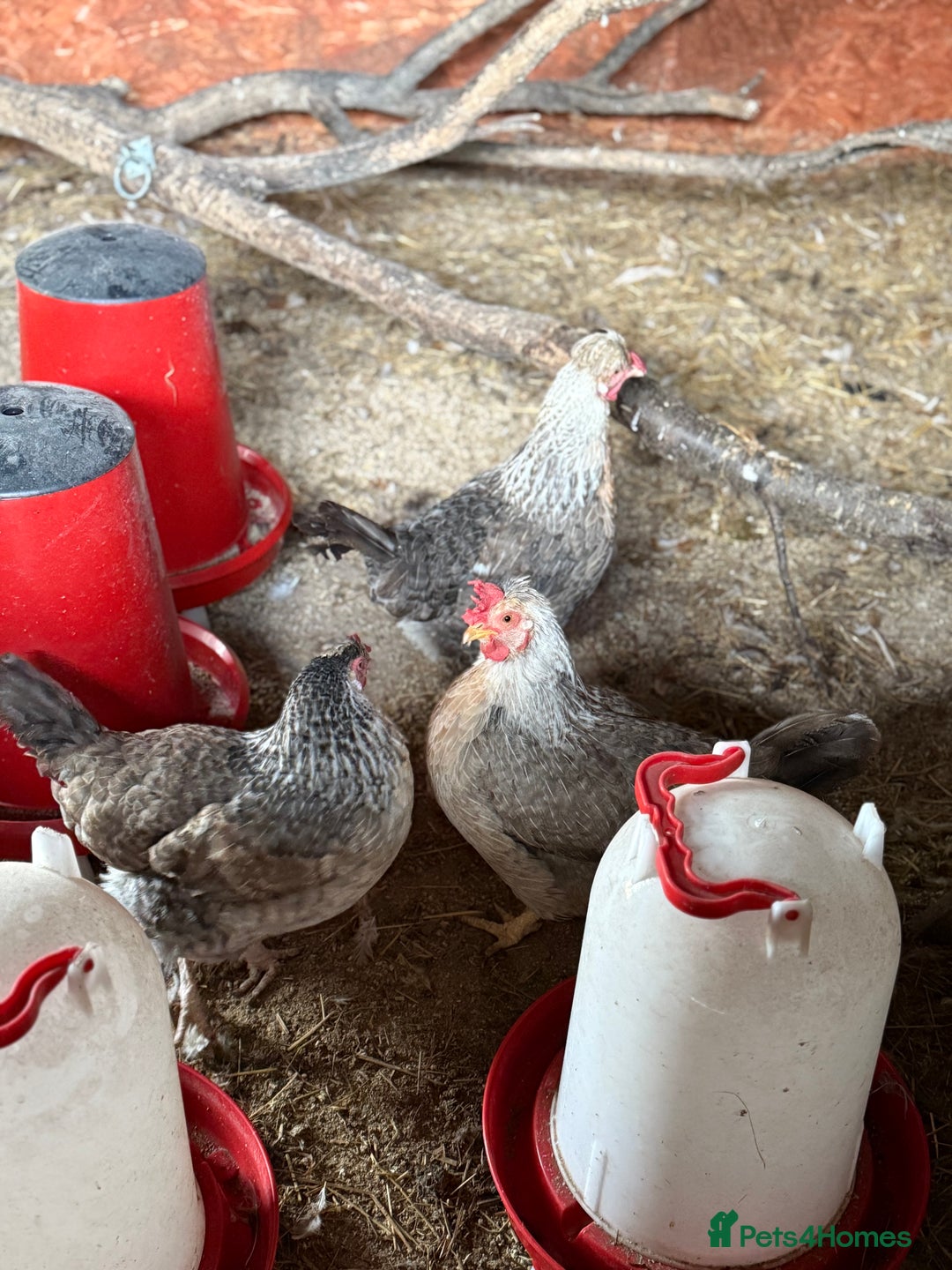 Chickens poultry for sale: Legbars  - Image 5