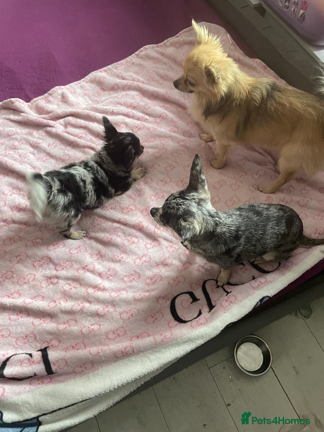 Chihuahua dogs for sale: Stunning pedigree Merle chihuahua pups  - Image 3