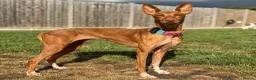 Ibizan Hound dogs for adoption: Cati a lovely calm girl who loves other dogs  - Advert 2