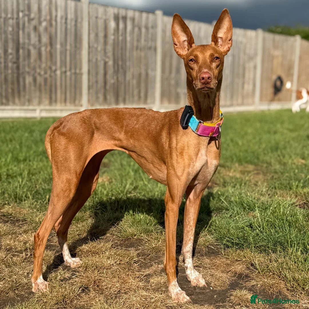 Ibizan Hound dogs for adoption: Cati a lovely calm girl who loves other dogs  - Advert 2