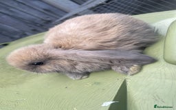 Mini Lion Lop rabbits for sale: Mini lop - Image 4