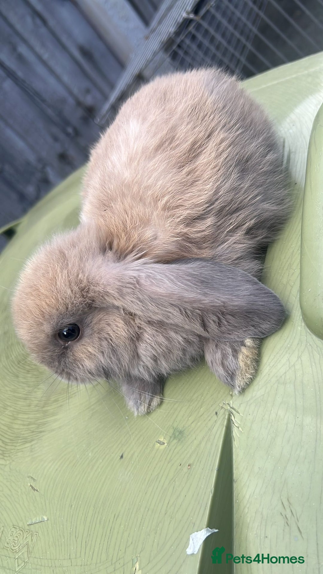 Mini Lion Lop rabbits for sale: Mini lop - Image 4