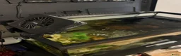 Axolotl reptiles for sale: Male axolotl  - Advert 3