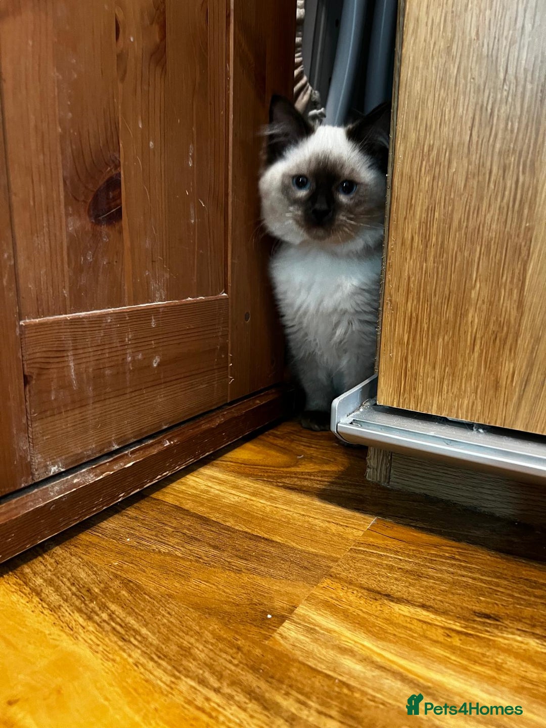 Ragdoll cats for sale: GCCF Registered Kittens*Ready to go*ONE BOY LEF* - Advert 14