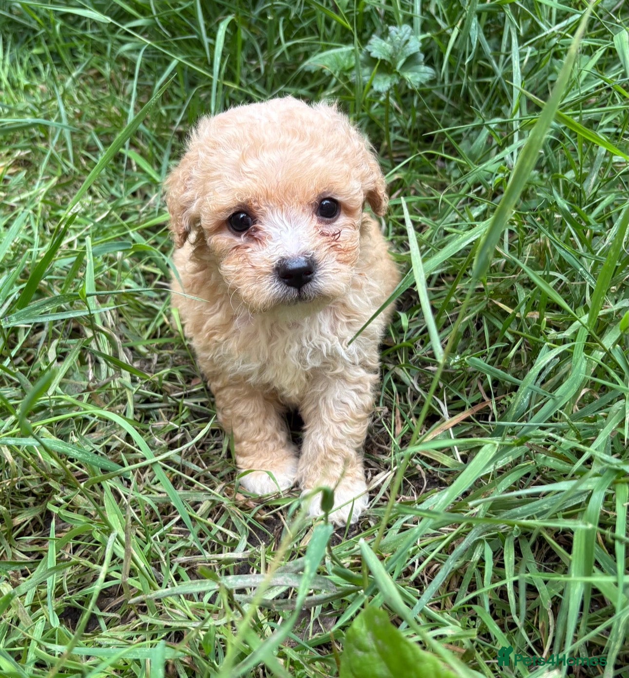 Poochon dogs Poochon puppies for sale  - Advert 11