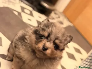 Pomeranian dogs Beautiful mini Pom bears - Advert 15