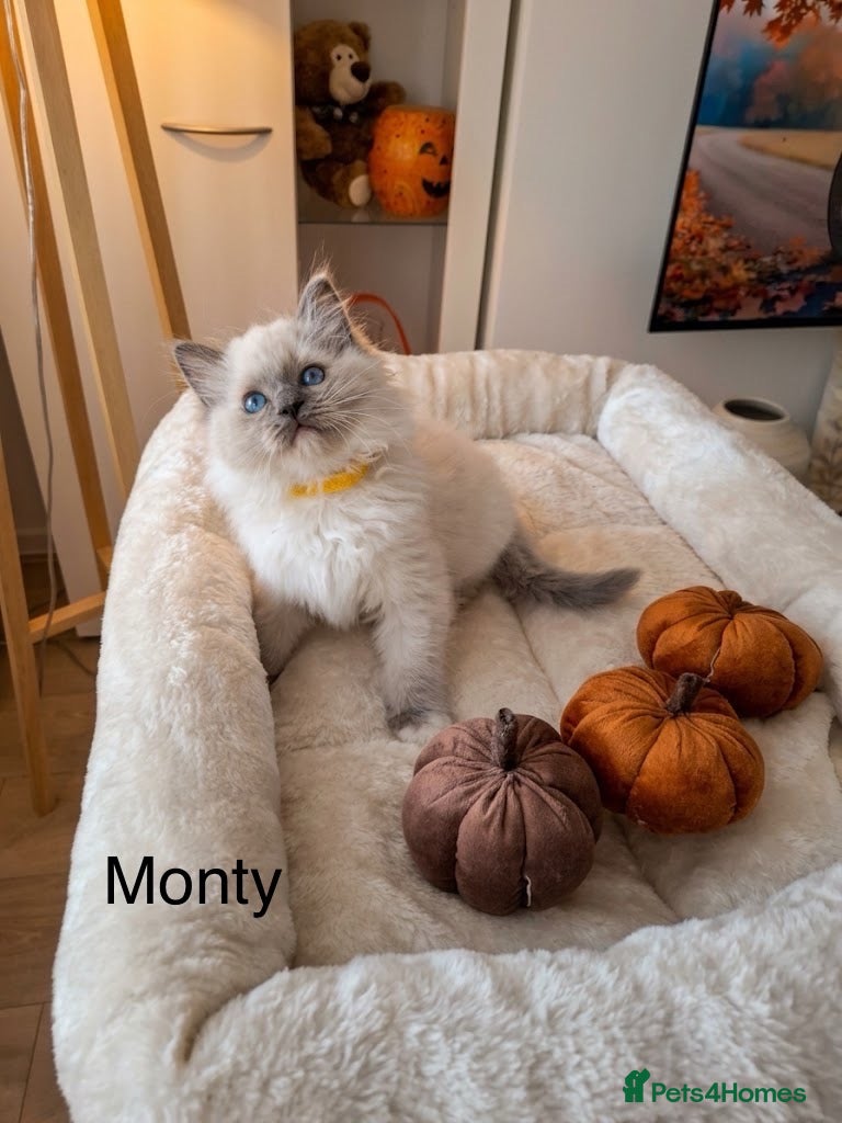Ragdoll cats Stunning TICA-Registered Ragdoll Kittens - Advert 2