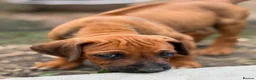 Rhodesian Ridgeback dogs for sale: * 2 Chunky Girls with Black Masks Available *  - Advert 11
