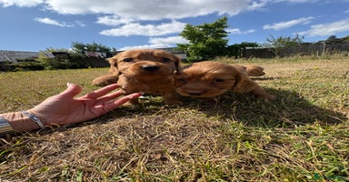 Cocker Spaniel dogs - Advert 13