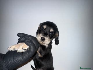 Cocker Spaniel dogs Show cocker spaniel puppy’s 5 weeks old - Advert 8