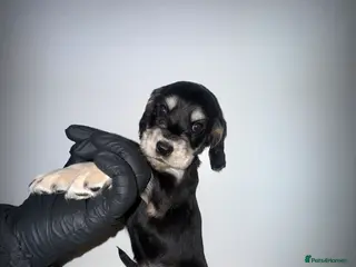 Cocker Spaniel dogs Show cocker spaniel puppy’s 5 weeks old - Advert 17