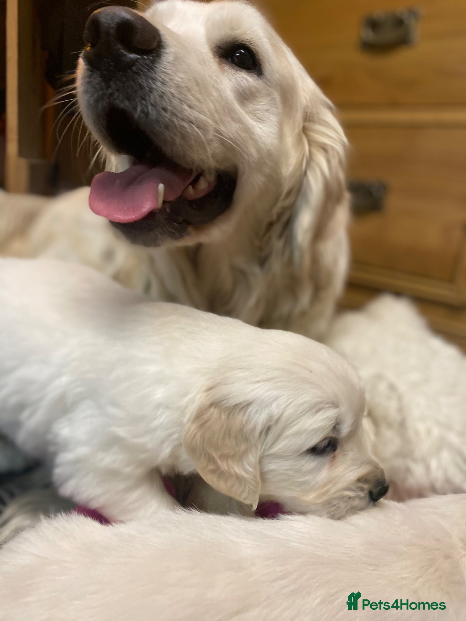 Golden Retriever dogs Seriously chunky & Fluffy babies - Advert 11