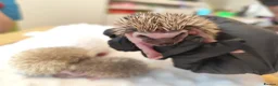 Pygmy Hedgehog rodents for sale: African Pygmy hedgehog babies - Advert 3