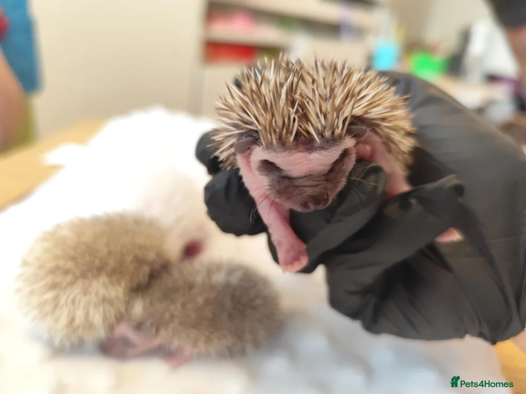 Pygmy Hedgehog rodents for sale: African Pygmy hedgehog babies - Advert 3