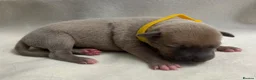 Whippet dogs for sale: Beautiful whippet puppies  - Advert 16