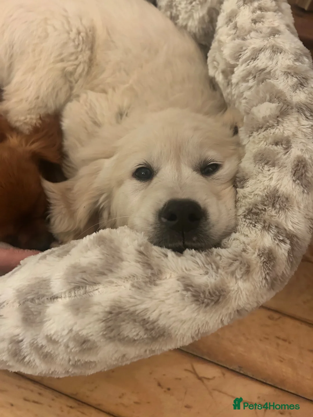 Golden Retriever dogs for sale: Golden retriever puppies in Hull - Advert 5