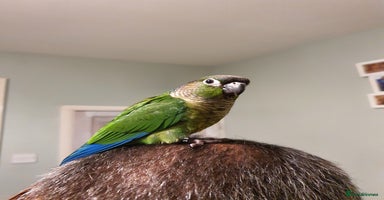 Conures birds - Advert 6