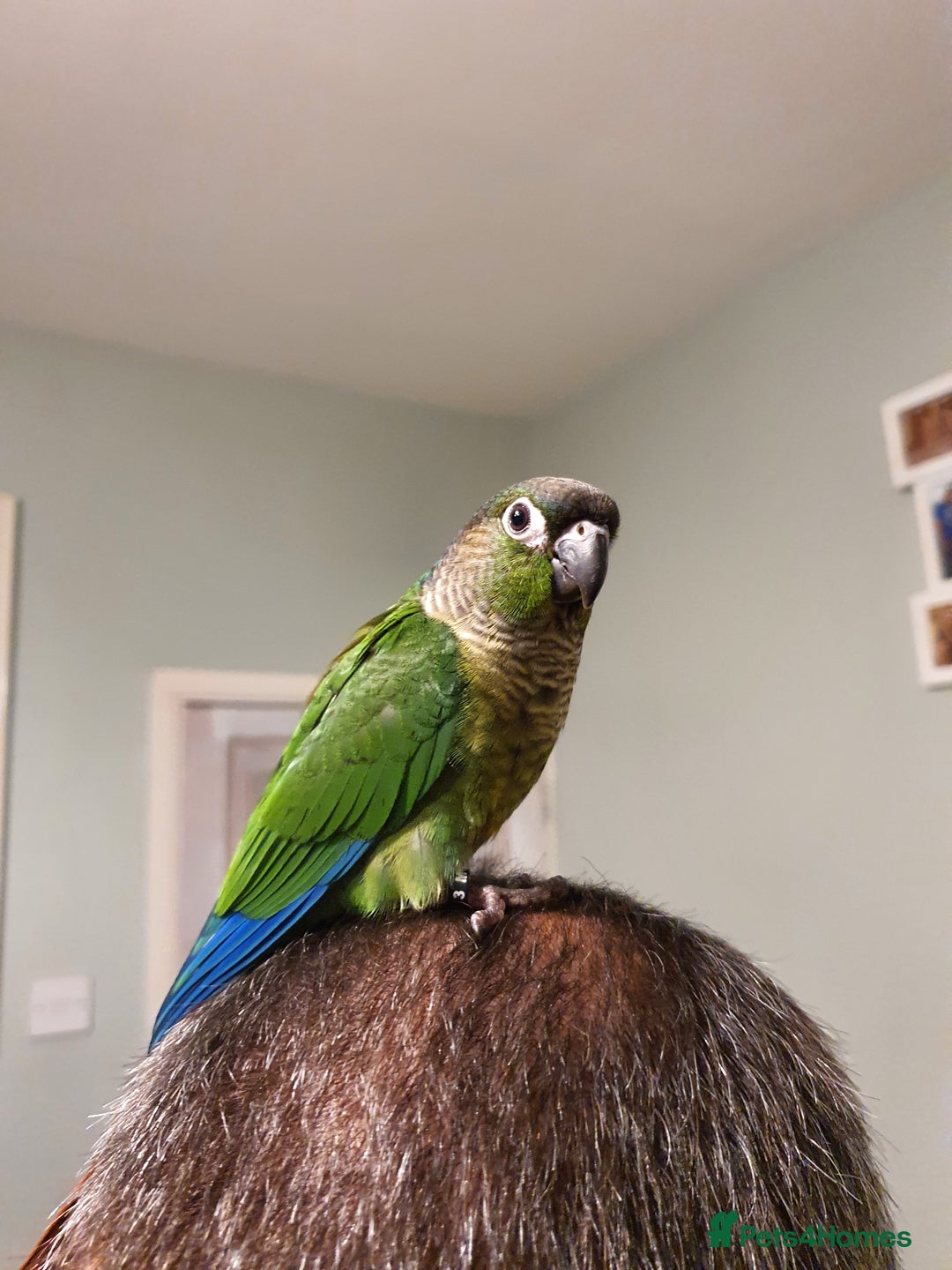 Conures birds for sale: Handreared conures - Image 3