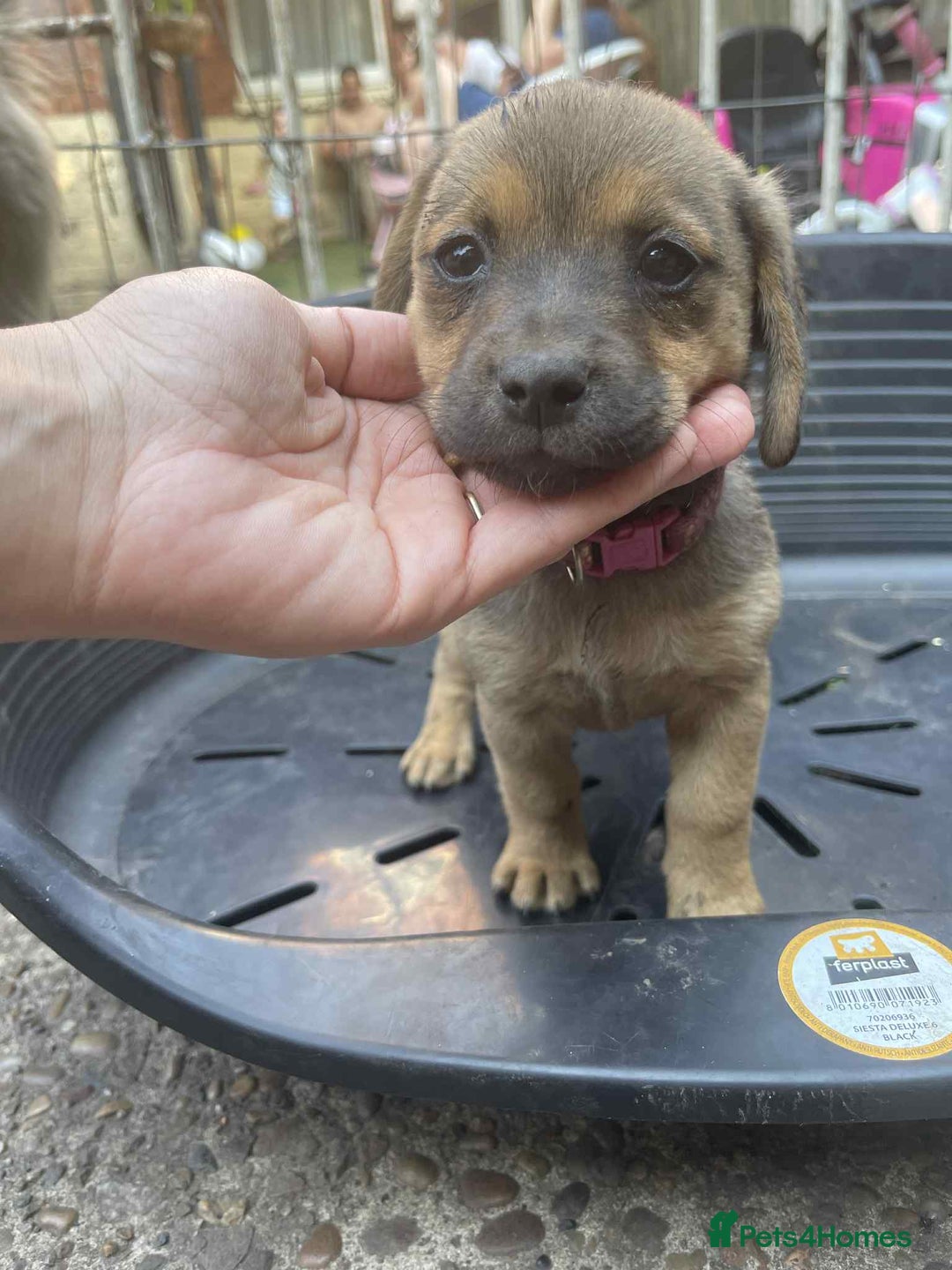 Mixed Breed dogs for sale: mixed breed 4 boys and 2 girls - Image 4