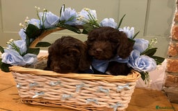 Cockapoo dogs for sale: Beautiful litter of chocolate cockapoo puppies  - Advert 7