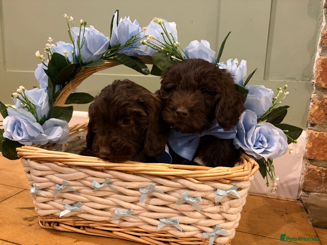 Cockapoo dogs for sale: Beautiful litter of chocolate cockapoo puppies  - Advert 7