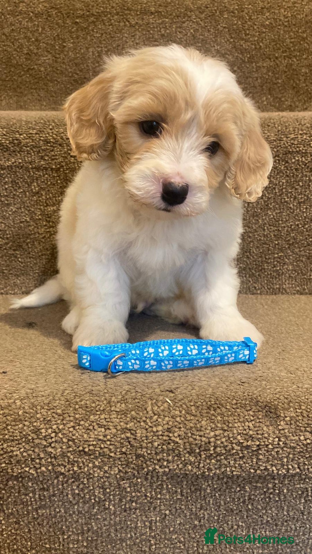 Cavapoo dogs for sale: F2 cavapoo puppys - Advert 11