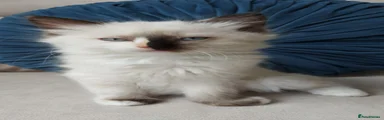 Seal Split Face Tortie Girl