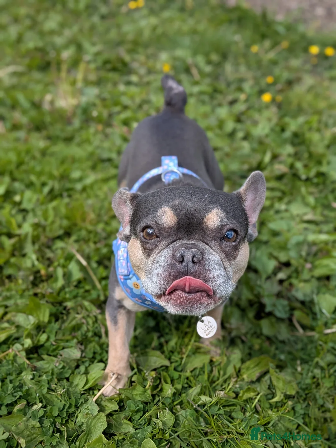 French Bulldog dogs for adoption: Lyla  - Advert 5