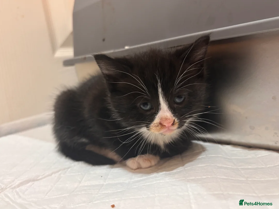 Mixed Breed cats for sale: Black & White mix kittens - Advert 17