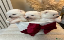 Pomeranian dogs for sale: Outstanding champion bloodline KC reg puppies  - Advert 2