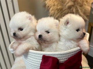 Pomeranian dogs Outstanding champion bloodline KC reg puppies - Advert 1