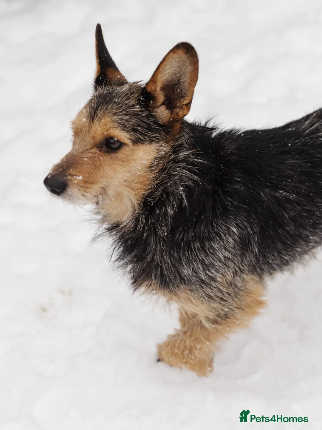 Mixed Breed dogs for adoption: 💙🐶 CHAPPY – a gentle heart who trusts 🐶💙 - Advert 6