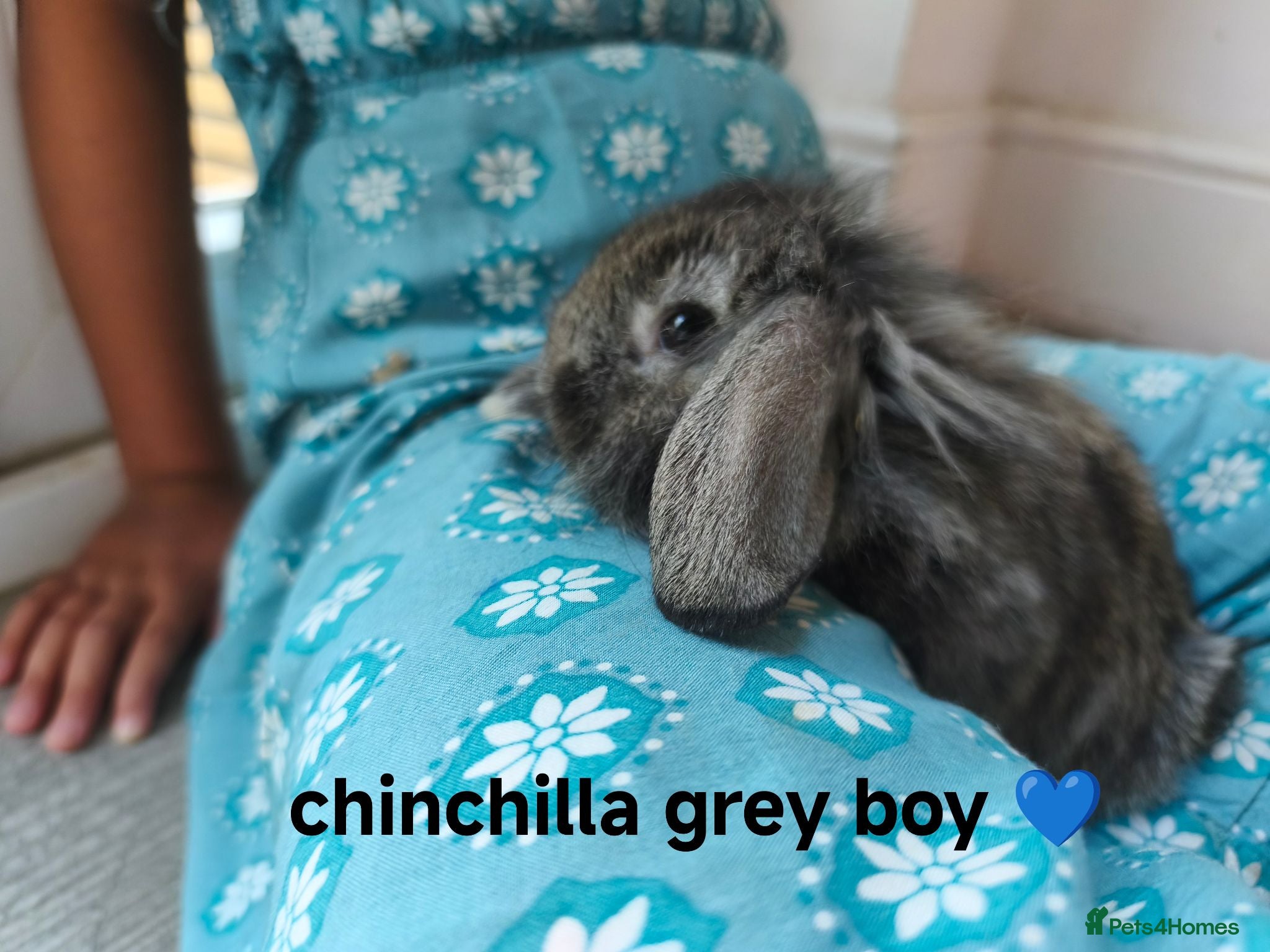 Mini Lop rabbits Ready 6th August - Advert 2