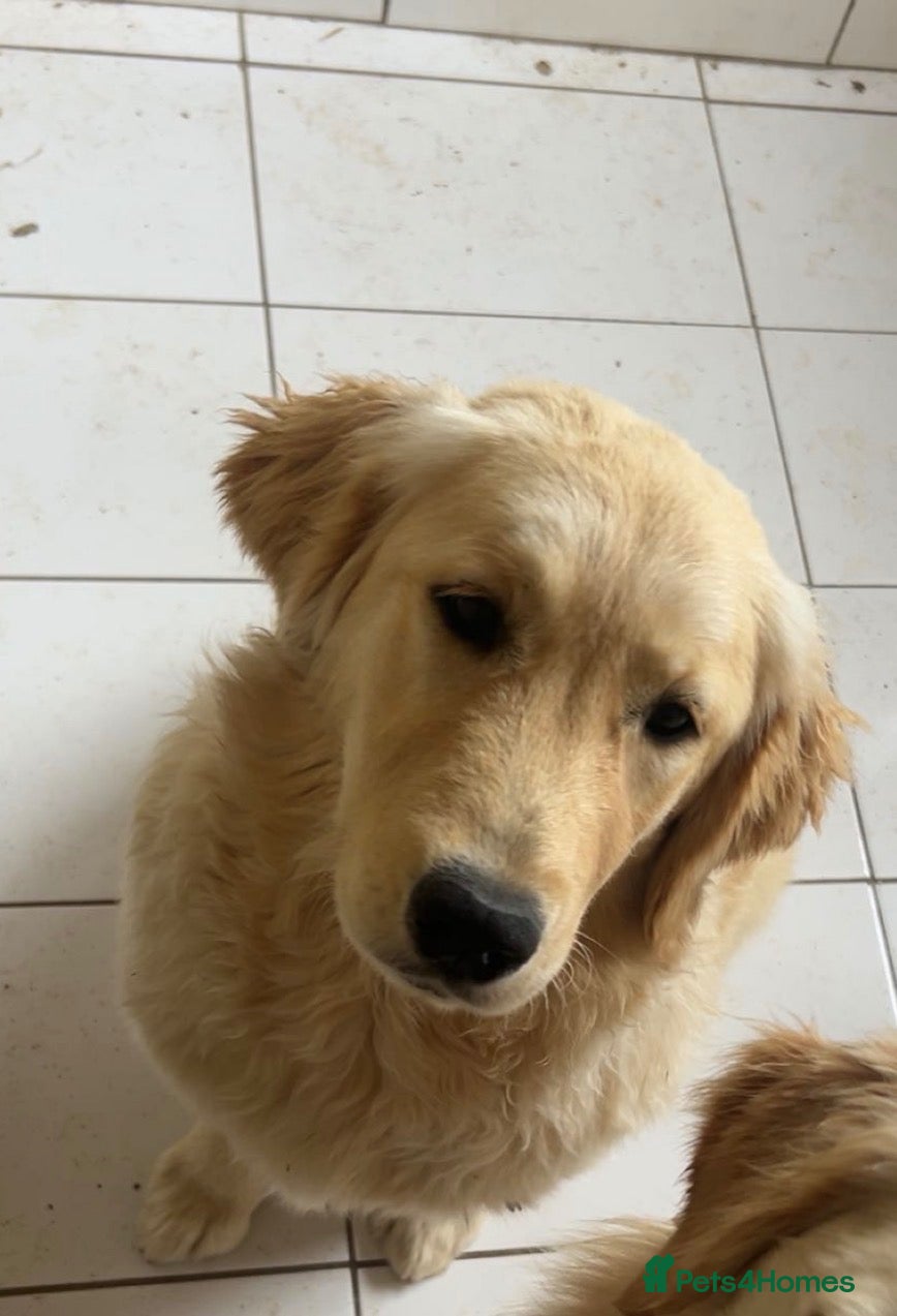 Golden Retriever dogs 🐾✨BEAUTIFUL GOLDEN RETRIEVER PUPS 🐾✨ - Advert 18
