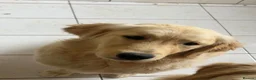 Golden Retriever dogs for sale: 🐾✨BEAUTIFUL GOLDEN RETRIEVER PUPS 🐾✨ in Maidstone - Advert 1