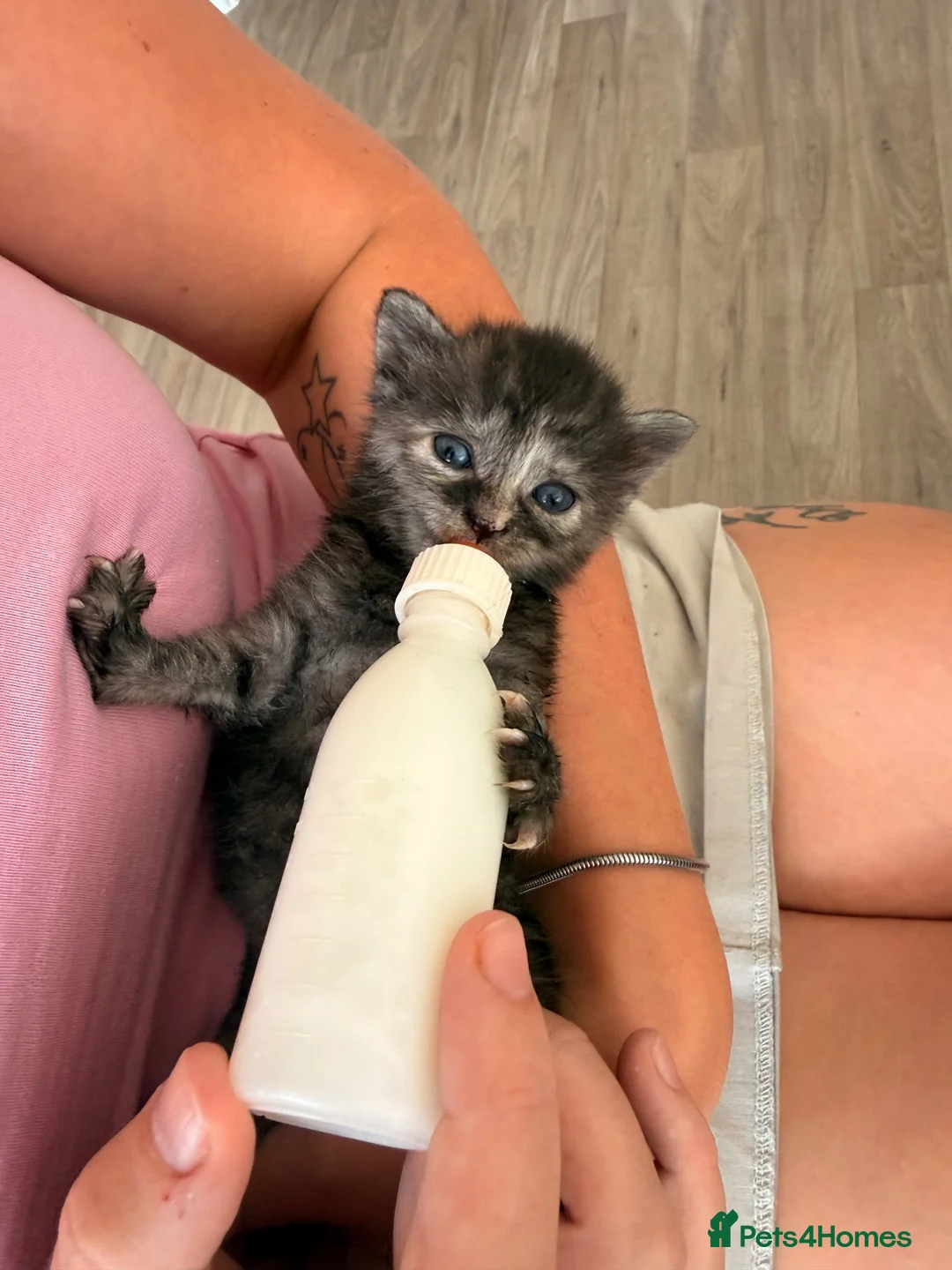 Mixed Breed cats for sale: Kittens  - Advert 11