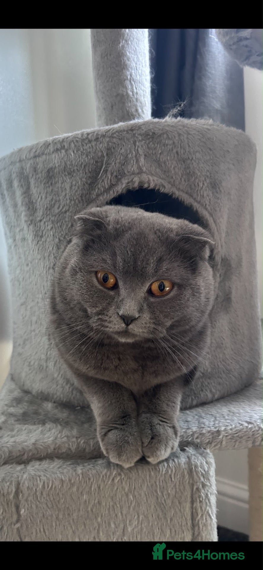 British Shorthair cats British shorthair scotish fold  - Advert 1