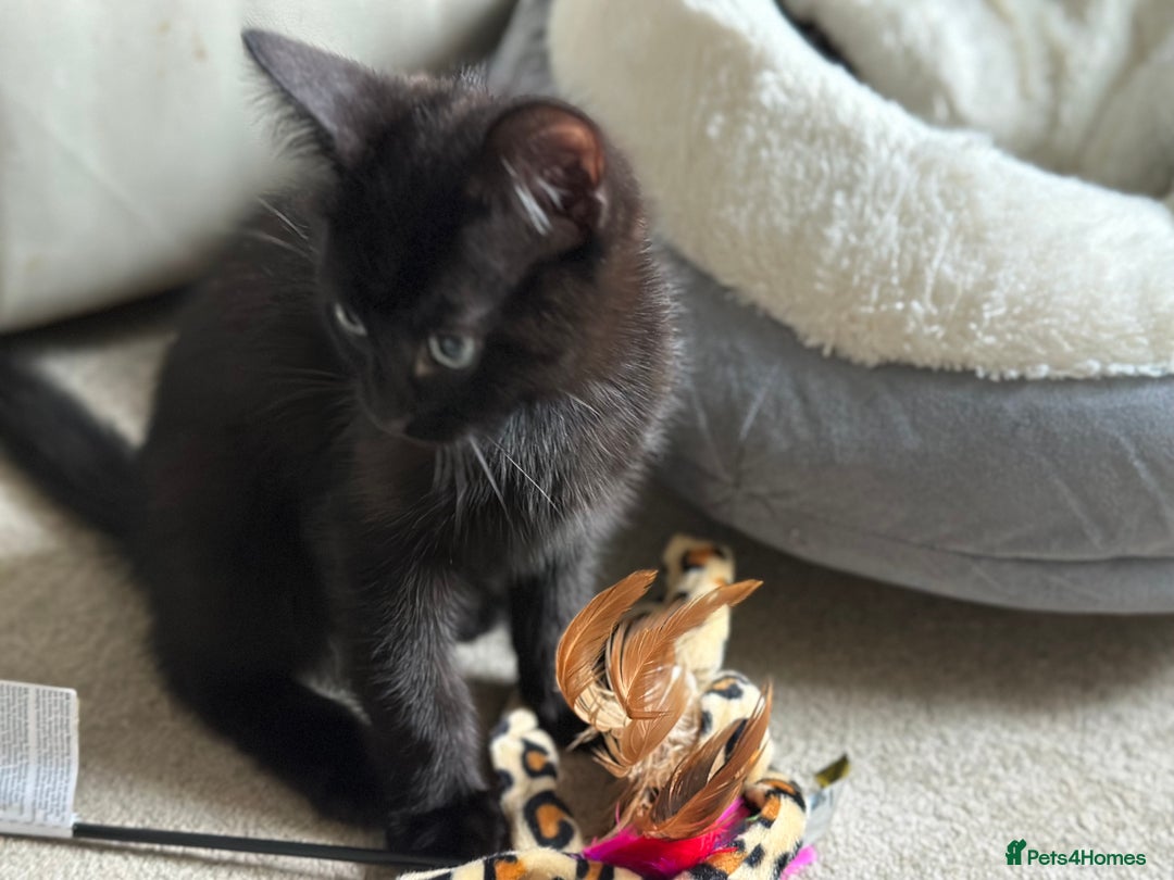 Mixed Breed cats for sale: Amiable bengal&tabby mix kittens: price reduced - Image 6