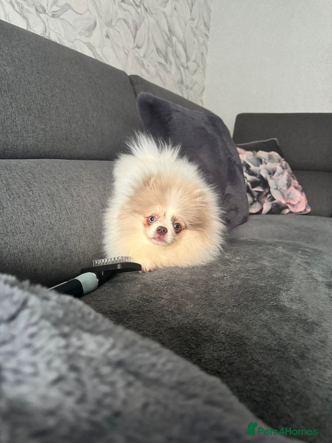 Pomeranian dogs for sale: Pomeranian boy ❤️ - Advert 2