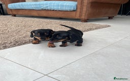 Miniature Dachshund dogs for sale: One beautiful Beautiful girl left  💜🐶  - Image 19